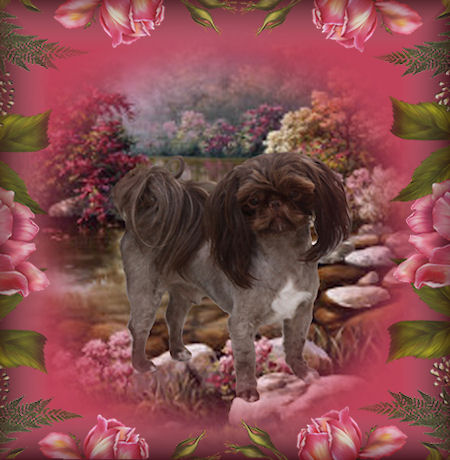 Chance Chinese Imperial Shih Tzu Studs